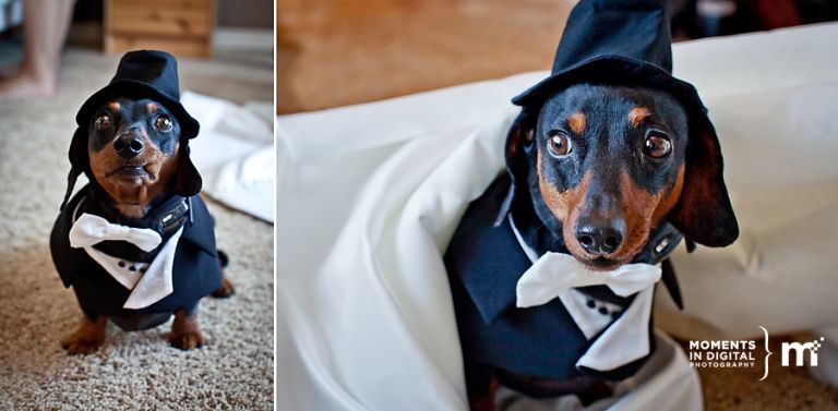 Dachshund in a Tuxedo