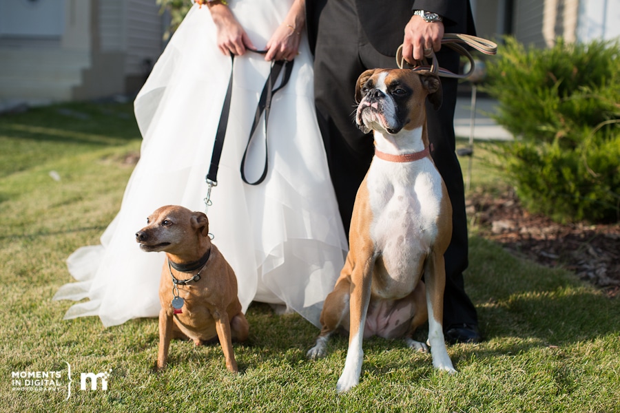 Edmonton Wedding Photographers -13 Bride & Groom with their puppies in Sherwood Park, Alberta