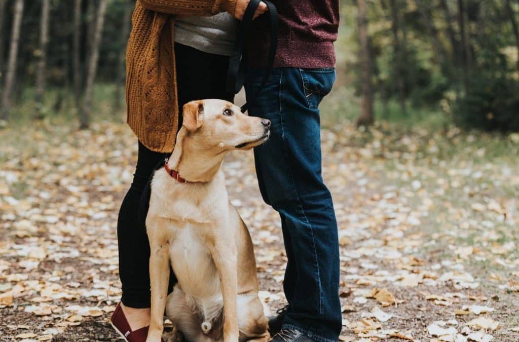Kirsten & Ryan’s Fall Engagement Photos in Edmonton