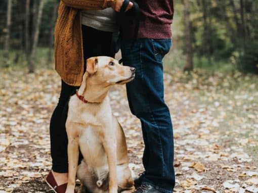 Kirsten & Ryan’s Fall Engagement Photos in Edmonton
